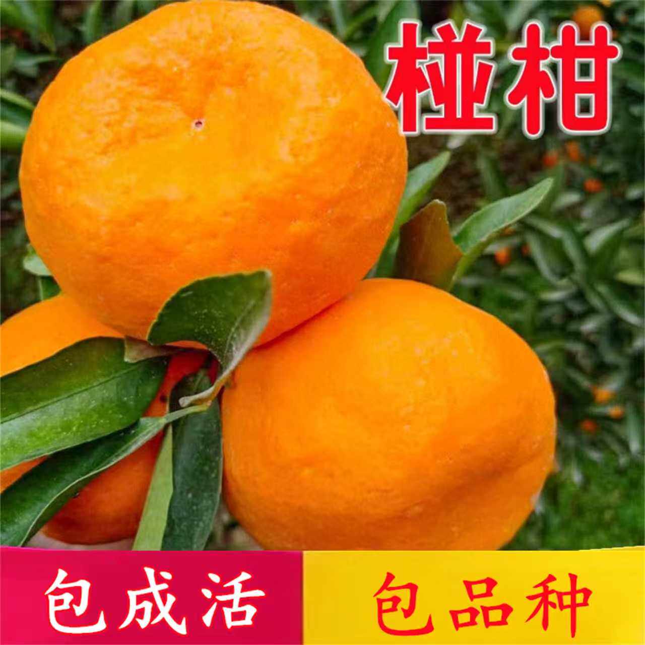 椪柑树苗南北方种植柑橘大树带土橘子树果苗盆栽嫁接桔子当年结果