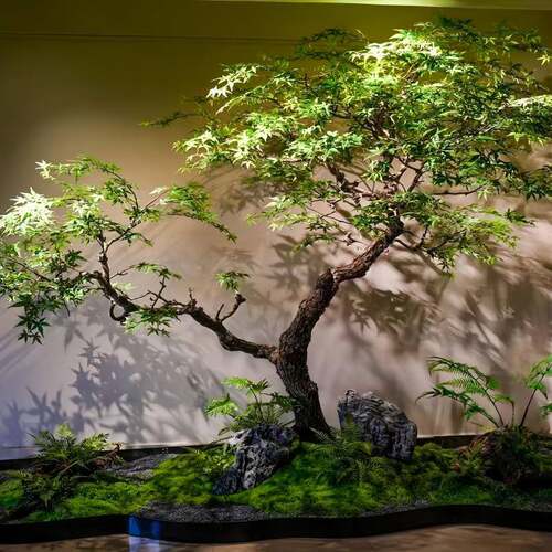 仿898989植真鸡爪槭绿枫树橱枯山水景观窗假物室内楼梯造景饭店仿