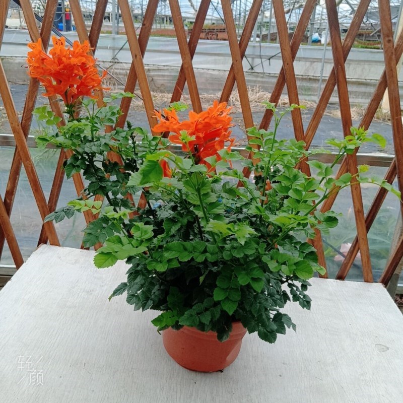 凌霄花苗庭院攀缘爬藤木本植物 阳台H庭院多年生带原土发货包邮