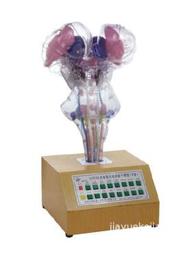 语音提示电动脑干模型 型号：YJ/SJ0024，人体神经系统模型