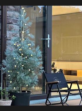 室内摆放绿植彩叶松柏蓝色花卉蓝冰柏盆栽造型柏庭院造景别墅植物