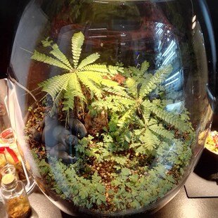 南美生命树很小的树雨林植物室内耐阴桌面小盆栽感应草夏威夷伞