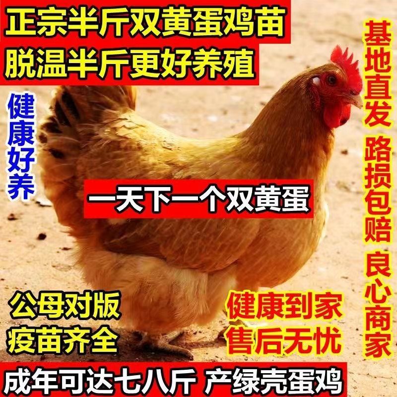 半斤左右双黄蛋鸡苗产蛋王多农家散养绿壳蛋海兰褐罗曼粉苗活苗发
