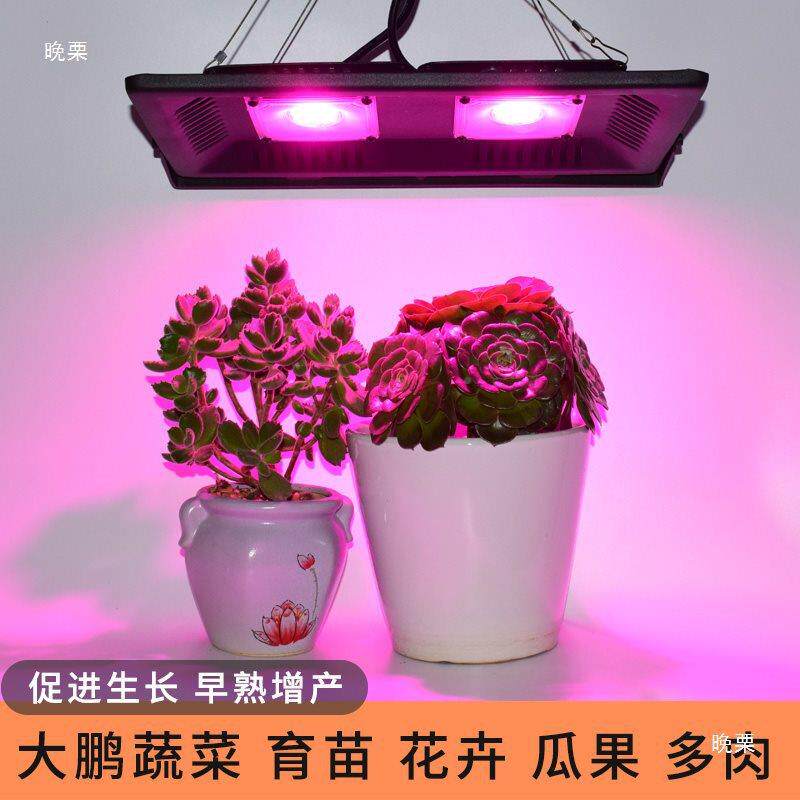 月季补室光灯物灯ASR内家多肉大棚蔬菜用花卉火龙果植植物生长阳