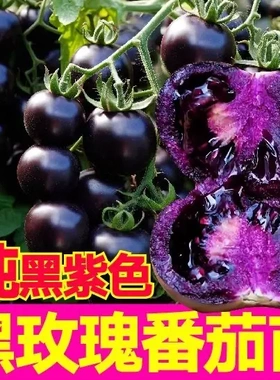 【下单立减50】纯黑蓝莓番茄苗阳台庭院阳台新手小白种植简单ZJ
