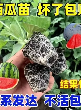 【下单立减50】麒麟西瓜苗美都西瓜皮薄汁水足阳台小院西瓜苗ZJ