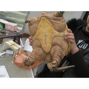 鳄龟苗北美拟鳄食用宠物北美小鳄龟杂佛人工养殖便宜鲜活包邮