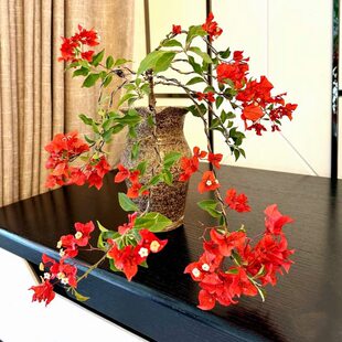 三角梅勤花品种 红桑巴 橙色紫红 三角梅耐阴耐寒品种 飘枝高飘