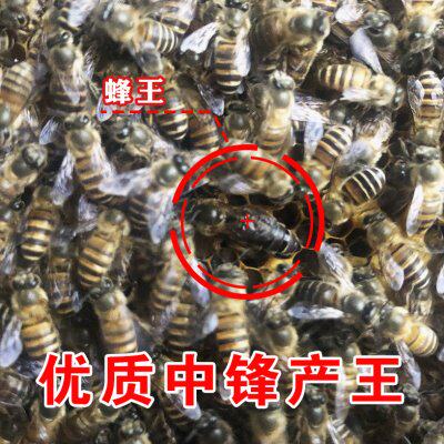 中蜂蜂王种王高产优质土蜂交尾新开产卵王阿坝江西本地土蜂处王