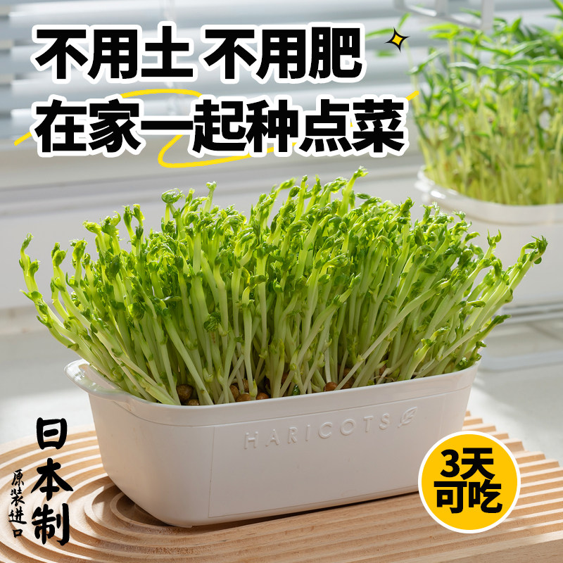 日本进口豌豆苗发芽盆绿豆芽栽培器蔬G菜猫草种植无土水培育苗托