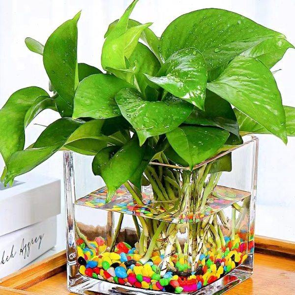 简约加厚正方形玻璃水培桌面绿植透明方缸绿萝铜钱草花盆白色花瓶,鲜花速递/花卉仿真/绿植园艺,花瓶,淘宝优惠券,粉丝福利购,淘宝优惠卷