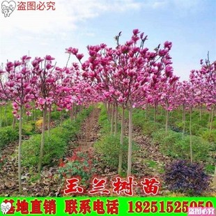 绿化苗玉兰苗辛夷花n木兰花苗白玉兰黄玉兰紫玉兰树苗红花玉兰小