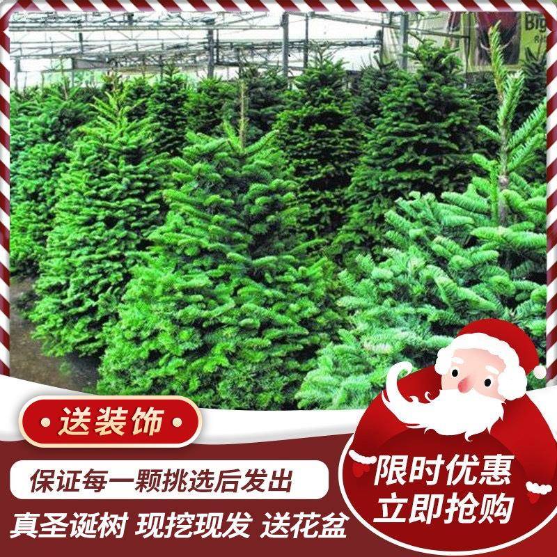 真的松树的圣诞树松真树圣诞节诺贝真树活云杉挪威绿植盆栽的
