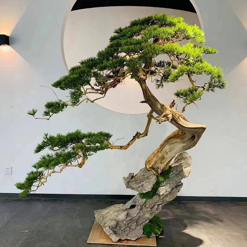 迎客松树室内造景崖柏松绿植玄关橱窗根包石景观家居装扮微景观