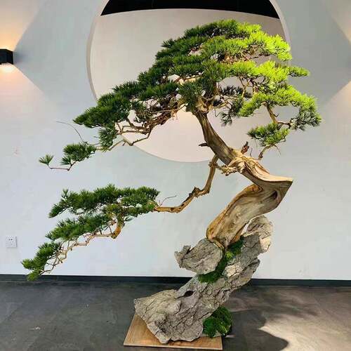 迎客松树室内造景崖柏松绿植玄关橱窗根包石景观家居装扮微景观