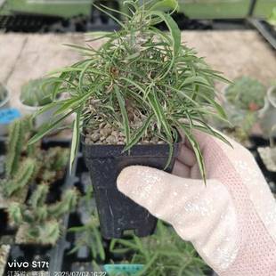 戈氏大戟白骨刺大戟 Euphorbia gottlebei 多肉块根绿植珍稀盆栽