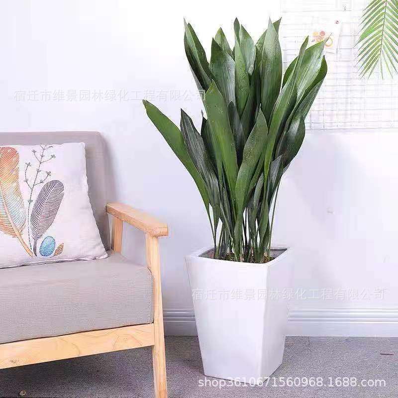 一叶兰盆栽四季长青室内客厅观叶植物绿植盆景耐阴花卉四季常青图片