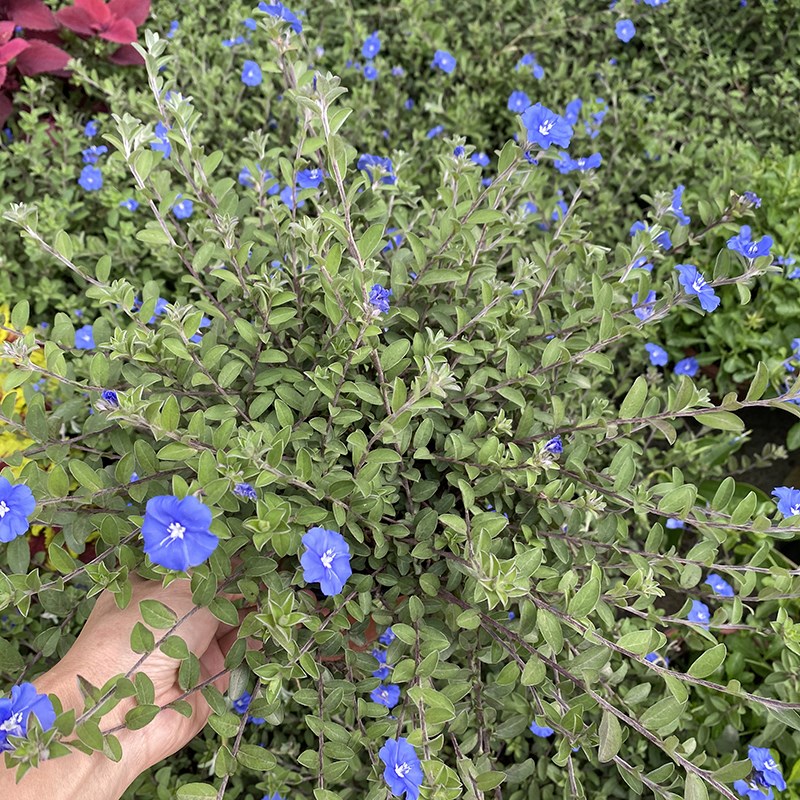 蓝星花盆栽带花苞阳台庭院花园耐热四季开花吊兰花卉垂吊好养植物