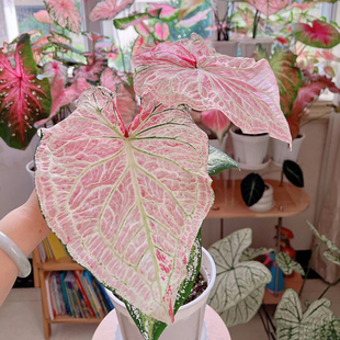 彩叶芋种球盆栽白色恋人海芋绿植室内客厅竹芋植物花卉四季好养活