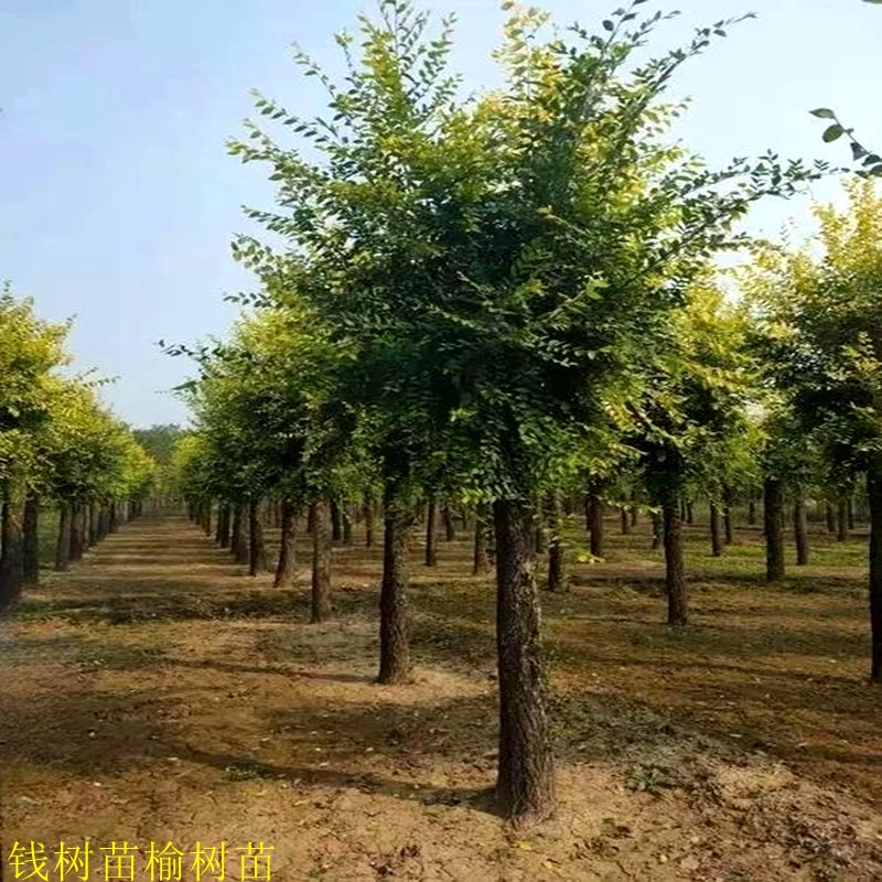 庭院树苗榆钱树苗榆树苗可以吃的C榆钱树风景树盆景素材地栽榆钱