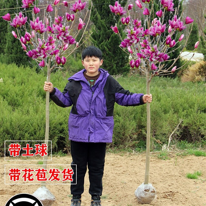 玉兰花树苗大型庭院n红黄白紫玉兰树苗广玉兰花苗绿化苗木风景树