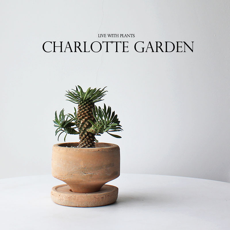 夏洛特花c园 铁甲麒麟 多肉植物 喜阳耐旱仙人掌桌面绿植 创意礼