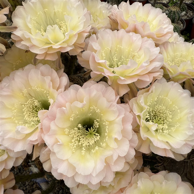 江南百草园 5.18号  2522-H1  6.18  活动链接