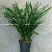 兰花苑 清香报岁 优质墨兰苗 企黑 香味清雅