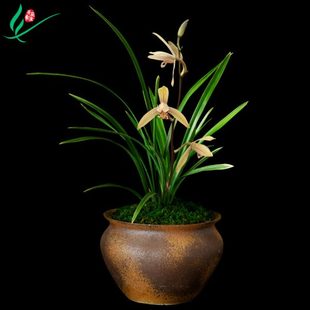 建兰兰花苗四季小桃红浓香卉盆景栽土绿带草植物花苞名贵春墨芳香