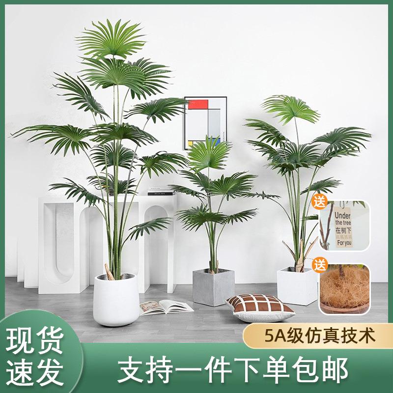 热带仿真植物加州蒲葵盆栽室内落地圆叶扇葵假树树绿植仿真唐棕葵
