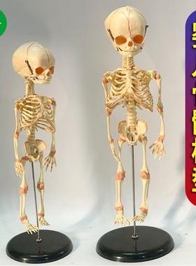 人体婴儿骨骼模型新生胎儿发育人骨架模具可拆装微型骷髅医学教具