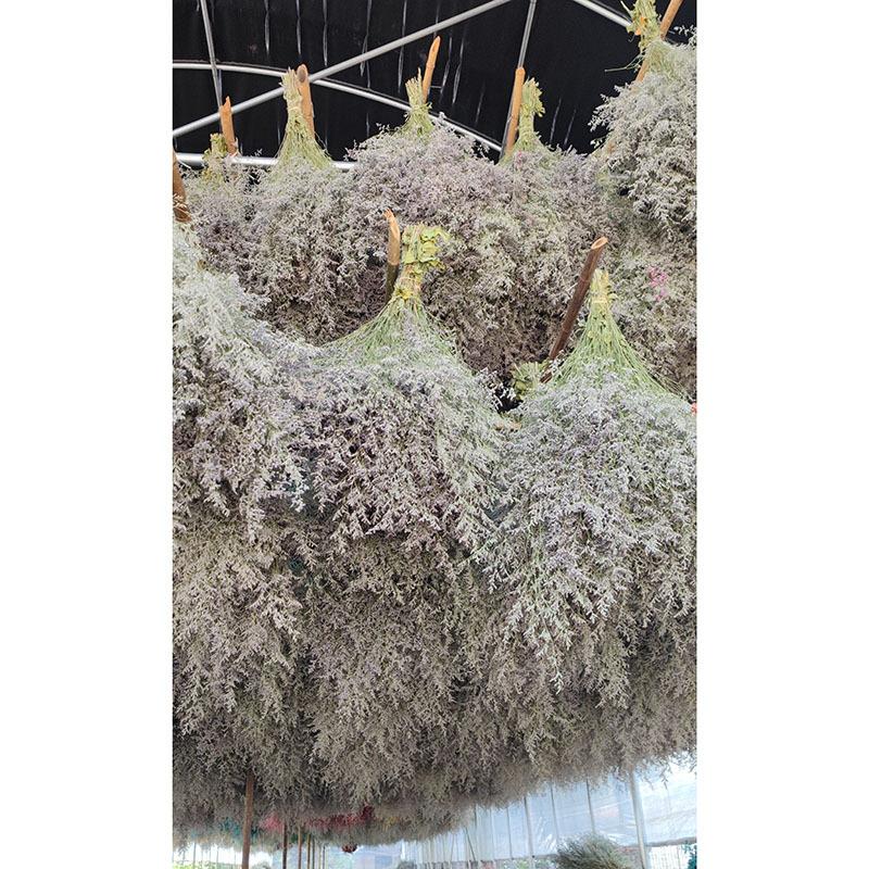 原色情人草干花称公斤卖DIY干花材料香薰蜡烛相框工厂