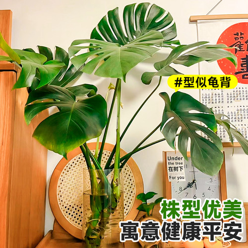 大型开背老桩龟背竹p水培水养北欧风大叶绿植小诺多肉乌龟