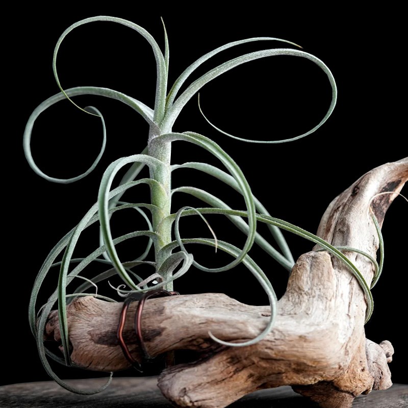 松萝猴空气凤梨j无土植物树猴攀爬藤蔓绿植室内香花wonga空凤草