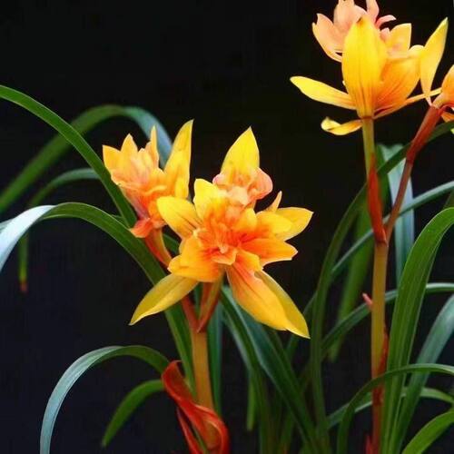 将上开花浓香花苗春兰黄金内外即