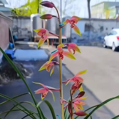 浓香型花苞蕙兰烟雨彩霞名贵花苗