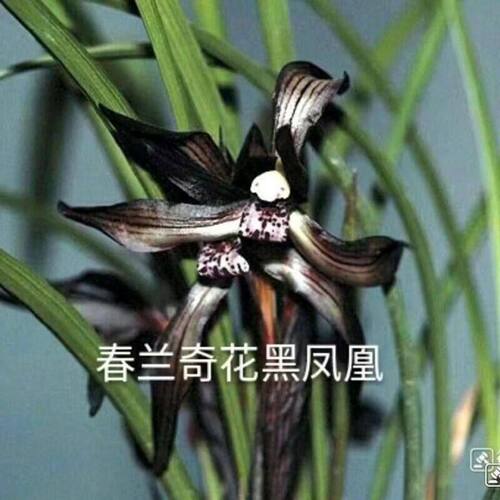 浓香型将上名品兰花春兰凤凰客厅