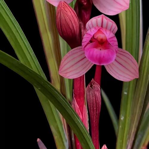 带花苞兰花苗荷瓣之王春兰红瓣色花【红花荷瓣】客厅阳台盆栽花卉