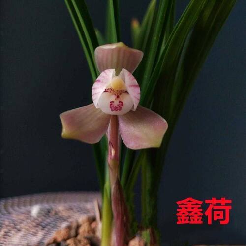 浓香型将上开花春兰阳台内外盆栽