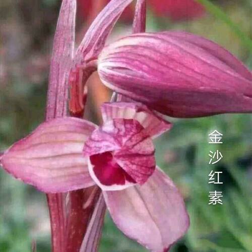 浓香型金沙江花苞花卉室内名贵带