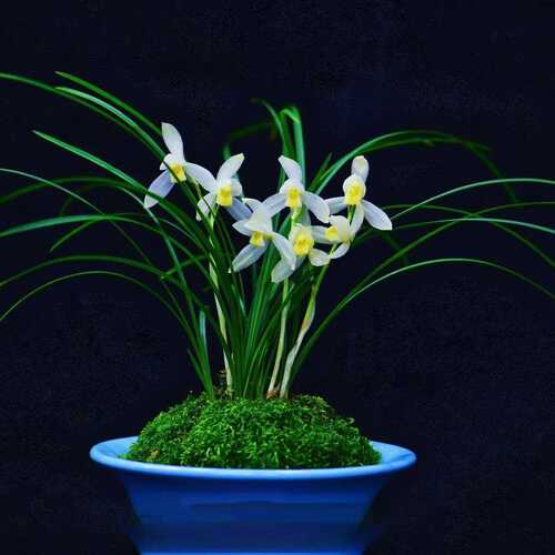 将上新品花苗灵犀阳台室内浓香即