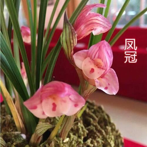 即将上花新品兰花苗春兰多瓣【凤冠】客厅室内外绿植懒人盆栽花卉