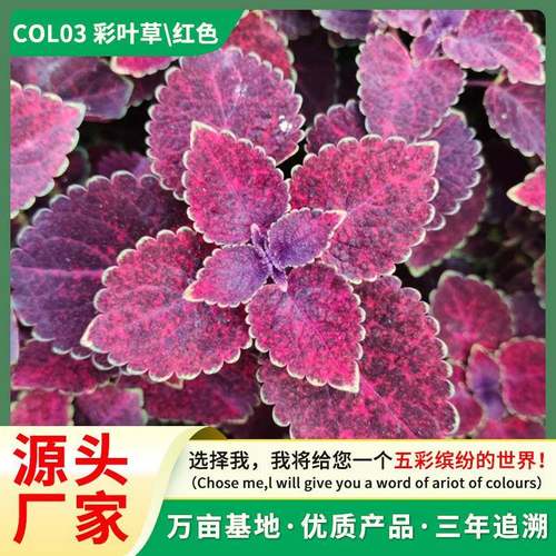 彩叶草盆栽室外阳台庭院好养红色观叶花卉五彩耐晒绿植绿化高发芽