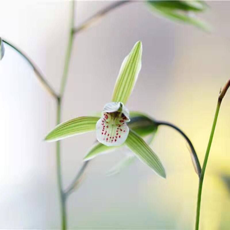 带花苞细叶寒兰新品水仙瓣色花【满天星】兰花苗室内室外花卉盆栽图片
