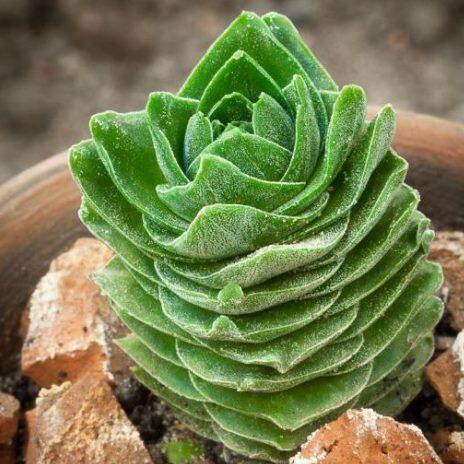 【方塔】景天科多肉植物青锁龙好看奇趣绿植盆子小清新多肉植物