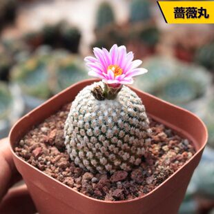 花田舍 蔷薇丸仙人球 稀有贵货趴刺不扎手开花娇丽属粉花冷门收藏
