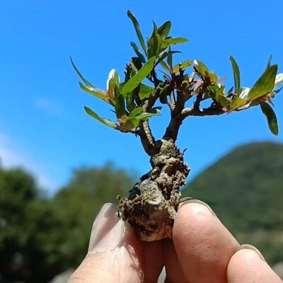 水培植物和鱼共养水杨梅植物水杨梅老桩水杨梅鱼缸造景水培土培根