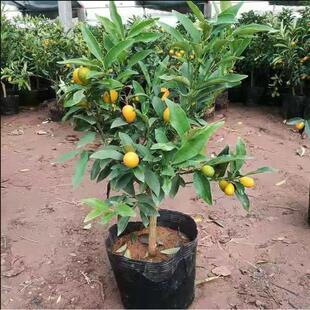 脆皮金桔树苗带果发货盆栽纯甜蜜糖金桔苗可食用橘子树苗室内四季