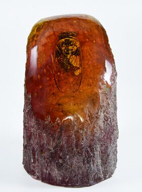 中号人造琥珀知了标本树脂工艺品 真昆虫动物原石化石虫珀摆件