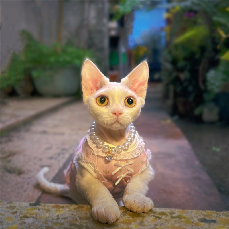 月下惊鸿影 ,疑是画中仙少女蕾丝无毛猫德文衣服夏天薄款图片